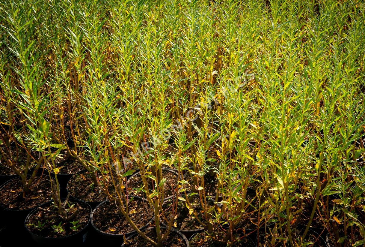 Vrba košíkářská - Salix viminalis