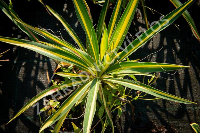 Juka vláknitá 'Gold Heart' - Yucca filamentosa 'Gold Heart'