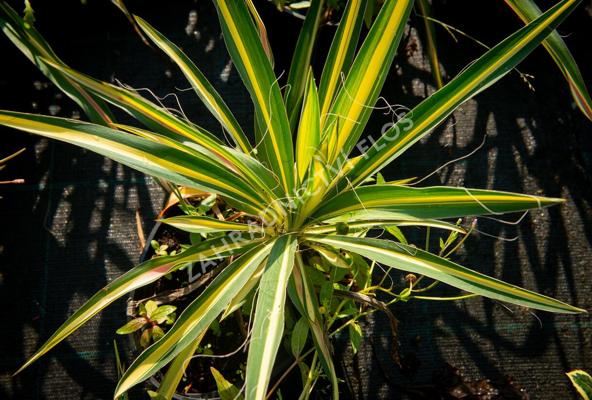 Juka vláknitá 'Gold Heart' - Yucca filamentosa 'Gold Heart'