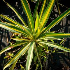 Juka vláknitá 'Gold Heart' - Yucca filamentosa 'Gold Heart'