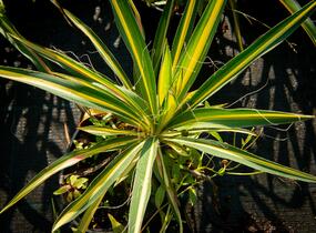 Juka vláknitá 'Gold Heart' - Yucca filamentosa 'Gold Heart'
