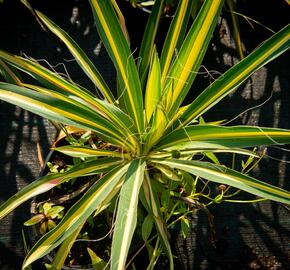 Juka vláknitá 'Gold Heart' - Yucca filamentosa 'Gold Heart'