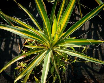 Juka vláknitá 'Gold Heart'