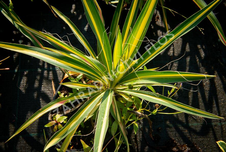 Juka vláknitá 'Gold Heart' - Yucca filamentosa 'Gold Heart'