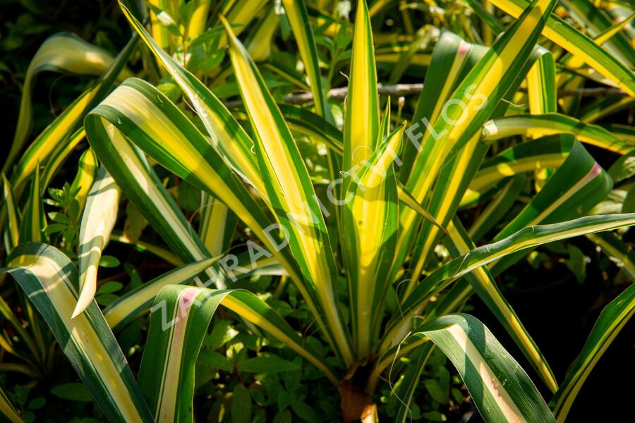 Juka vláknitá 'Gold Heart' - Yucca filamentosa 'Gold Heart'