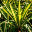 Juka vláknitá 'Gold Heart' - Yucca filamentosa 'Gold Heart'