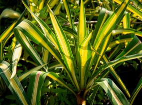 Juka vláknitá 'Gold Heart' - Yucca filamentosa 'Gold Heart'