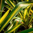 Juka vláknitá 'Gold Heart' - Yucca filamentosa 'Gold Heart'