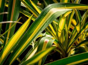 Juka vláknitá 'Gold Heart' - Yucca filamentosa 'Gold Heart'