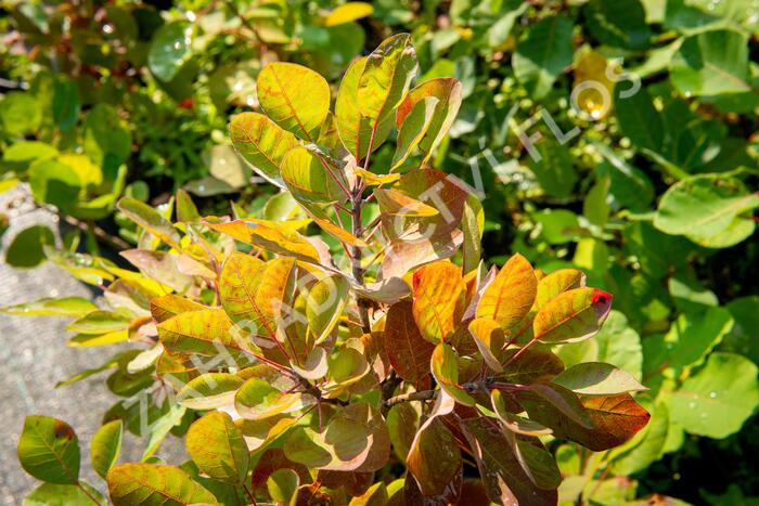 Ruj vlasatá - Cotinus coggygria