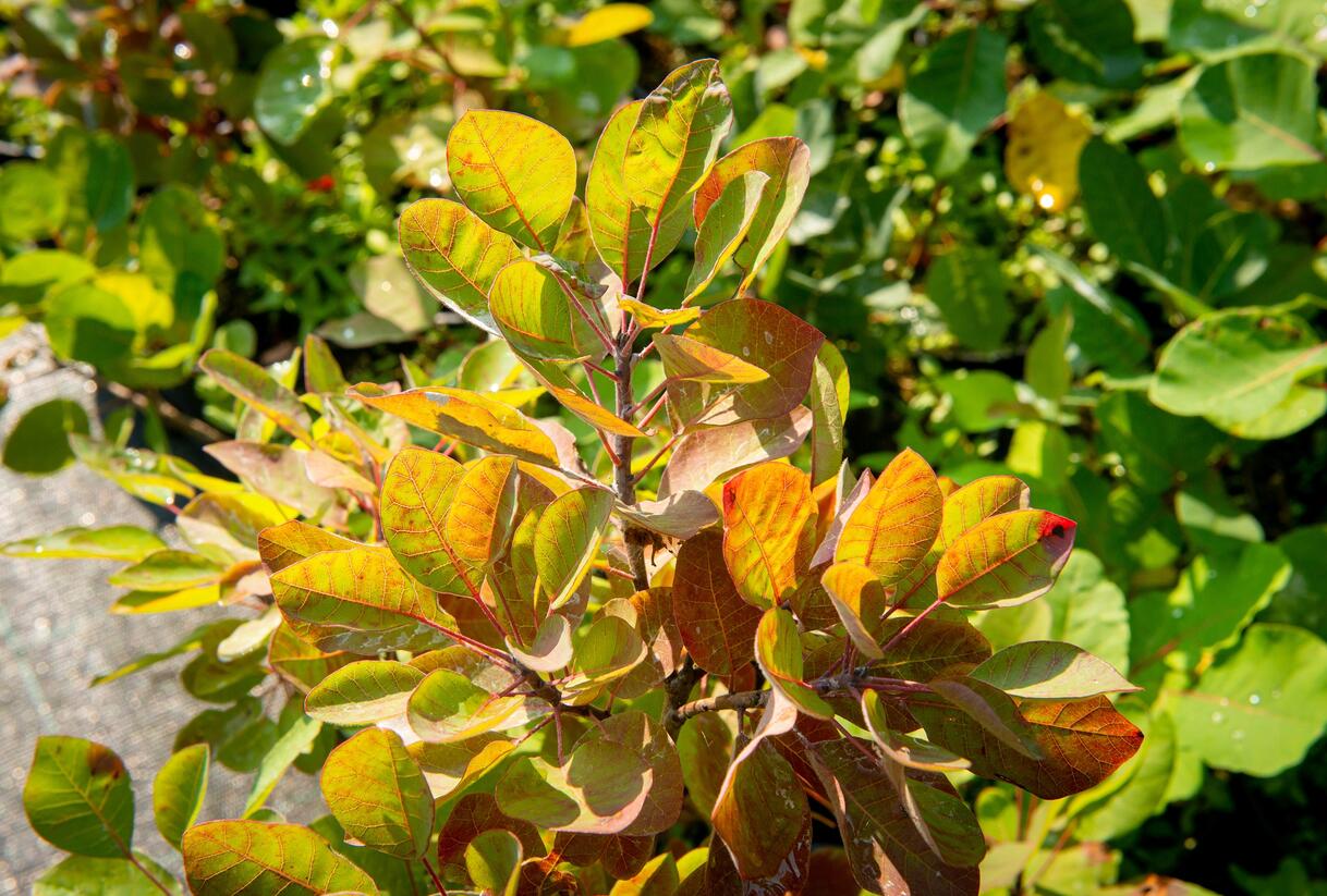 Ruj vlasatá - Cotinus coggygria