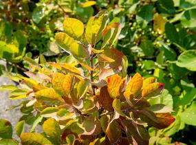 Ruj vlasatá - Cotinus coggygria