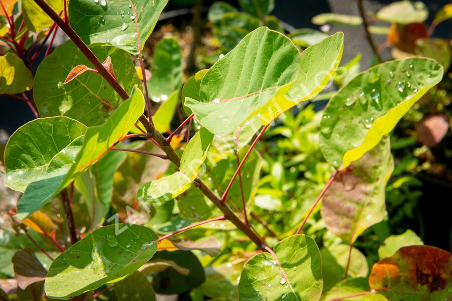 Ruj vlasatá - Cotinus coggygria