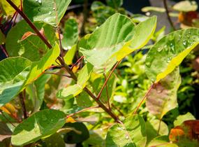 Ruj vlasatá - Cotinus coggygria