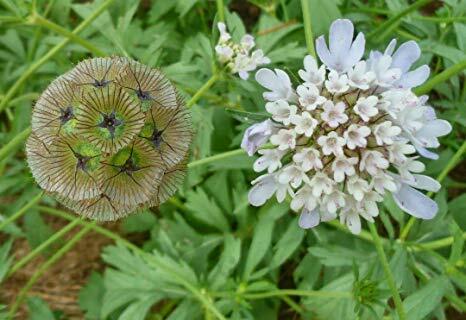 Hlaváč 'Ping Pong' - Scabiosa 'Ping Pong'