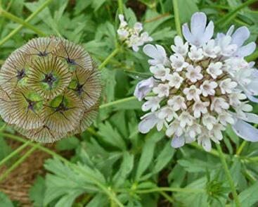 Hlaváč 'Ping Pong'