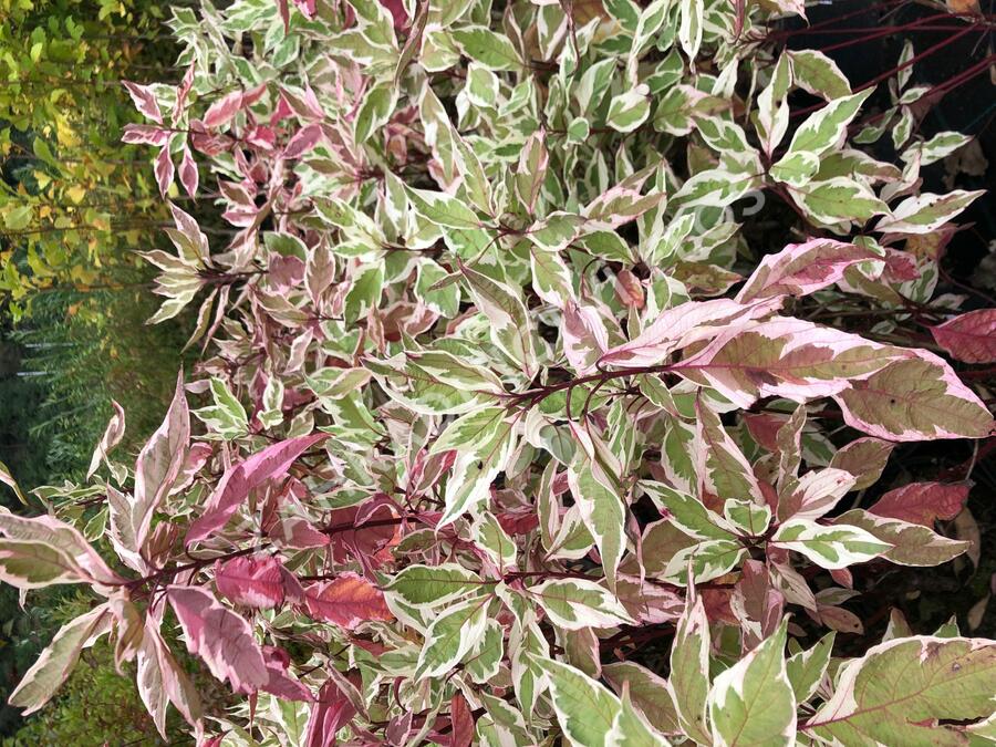 Svída bílá 'Ivory Halo' - Cornus alba 'Ivory Halo'