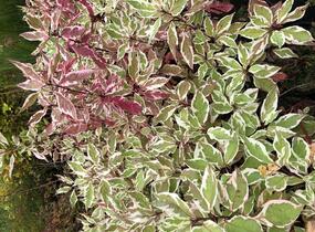 Svída bílá 'Ivory Halo' - Cornus alba 'Ivory Halo'