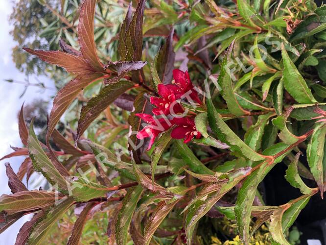 Vajgélie květnatá 'Nain Rouge' - Weigela 'Nain Rouge'