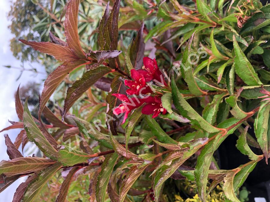 Vajgélie květnatá 'Nain Rouge' - Weigela 'Nain Rouge'