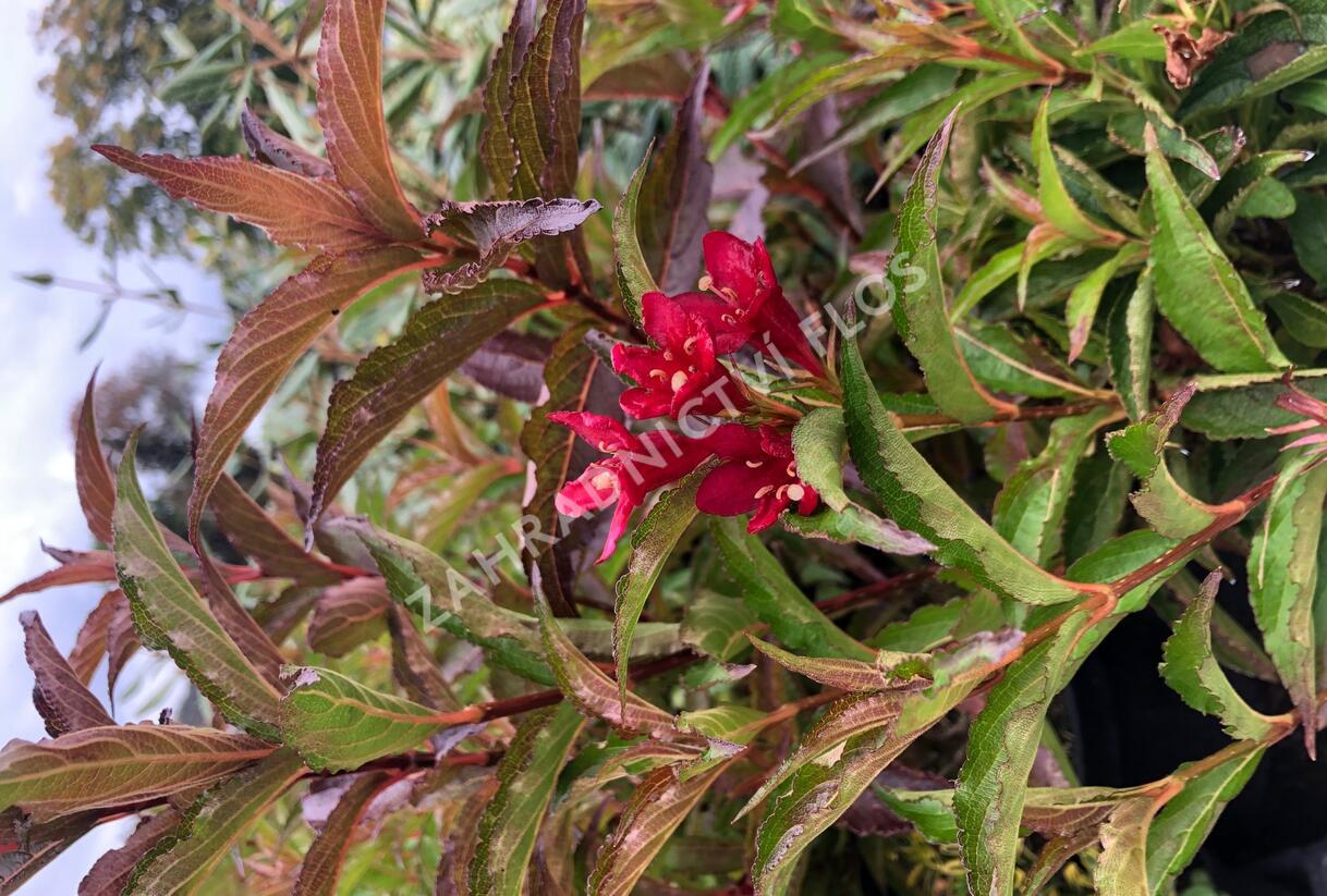 Vajgélie květnatá 'Nain Rouge' - Weigela florida 'Nain Rouge'
