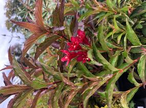 Vajgélie květnatá 'Nain Rouge' - Weigela florida 'Nain Rouge'