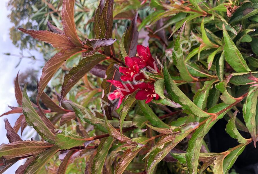 Vajgélie květnatá 'Nain Rouge' - Weigela florida 'Nain Rouge'