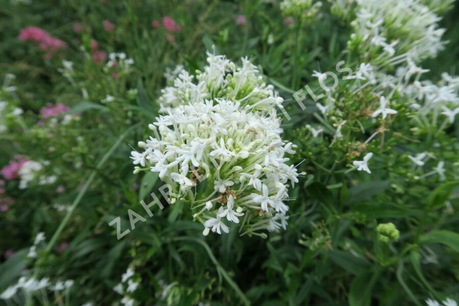 Mavuň červená 'Albiflorus' - Centranthus ruber 'Albiflorus'