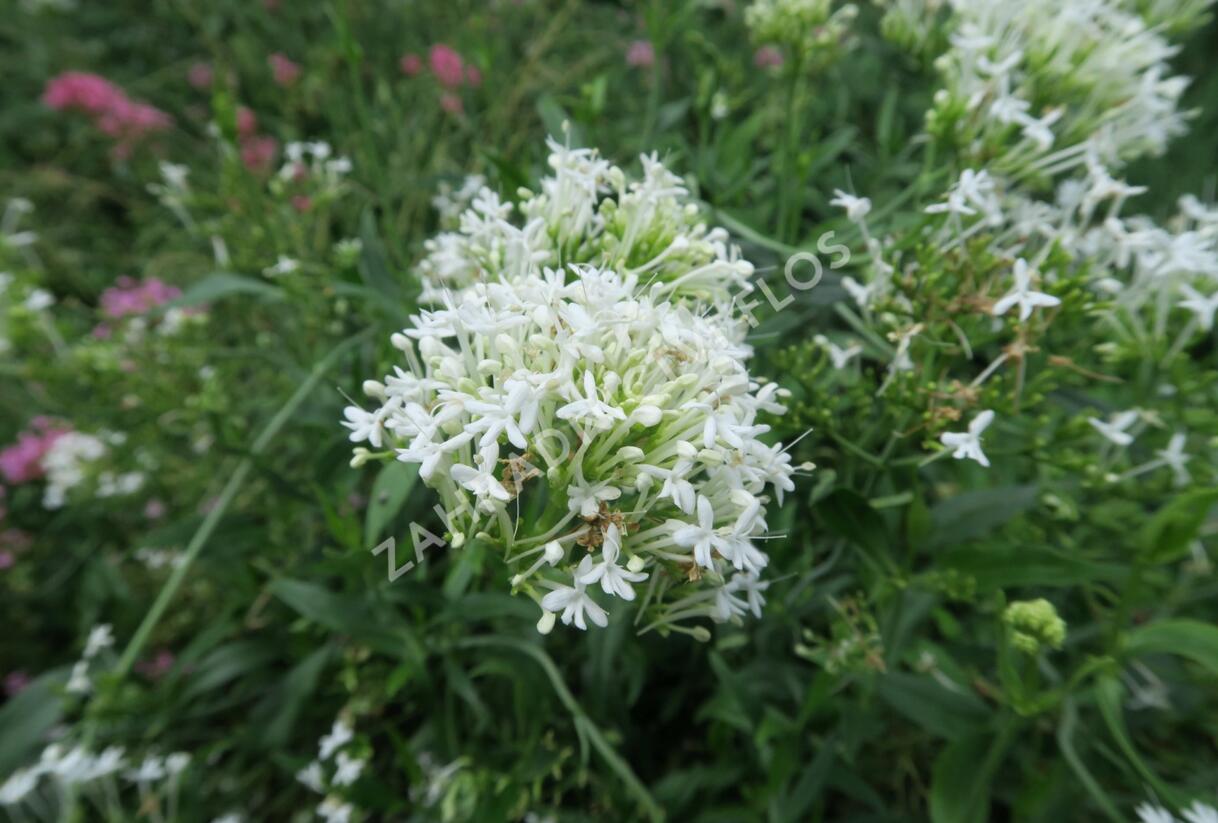 Mavuň červená 'Albiflorus' - Centranthus ruber 'Albiflorus'