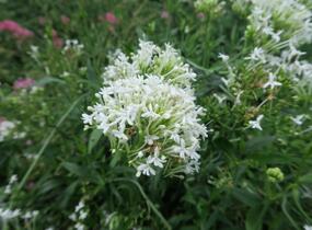 Mavuň červená 'Albiflorus' - Centranthus ruber 'Albiflorus'