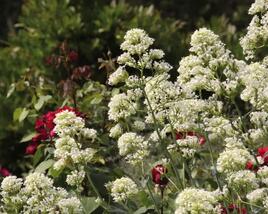 Mavuň červená 'Albiflorus'