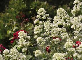 Mavuň červená 'Albiflorus' - Centranthus ruber 'Albiflorus'