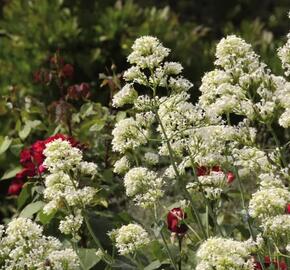 Mavuň červená 'Albiflorus' - Centranthus ruber 'Albiflorus'