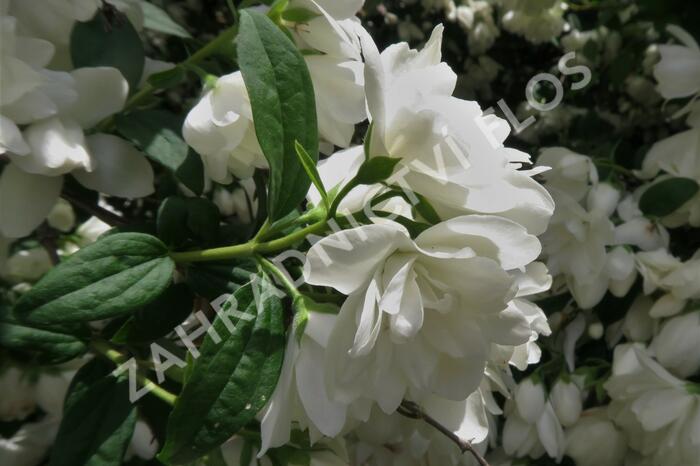 Pustoryl 'Snowbelle' - Philadelphus 'Snowbelle'