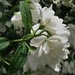 Pustoryl 'Snowbelle' - Philadelphus 'Snowbelle'