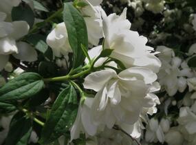 Pustoryl 'Snowbelle' - Philadelphus 'Snowbelle'