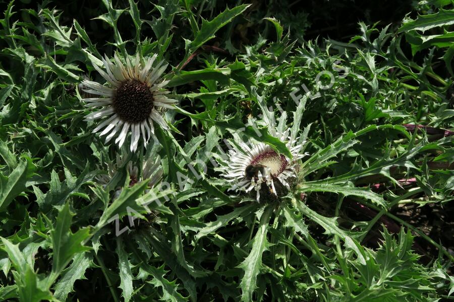 Pupava bezlodyžná - Carlina acaulis