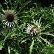 Pupava bezlodyžná - Carlina acaulis