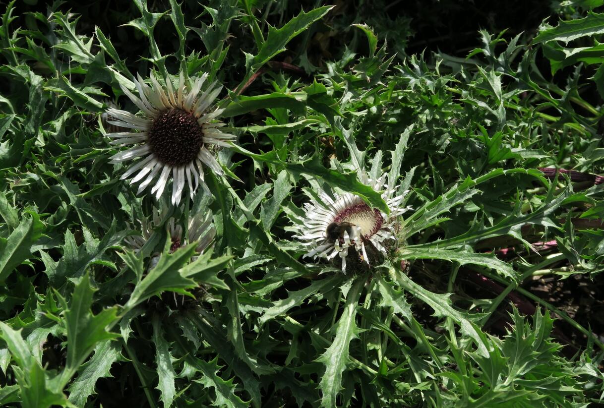 Pupava bezlodyžná - Carlina acaulis