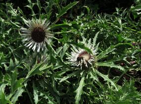 Pupava bezlodyžná - Carlina acaulis