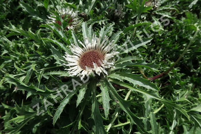 Pupava bezlodyžná - Carlina acaulis