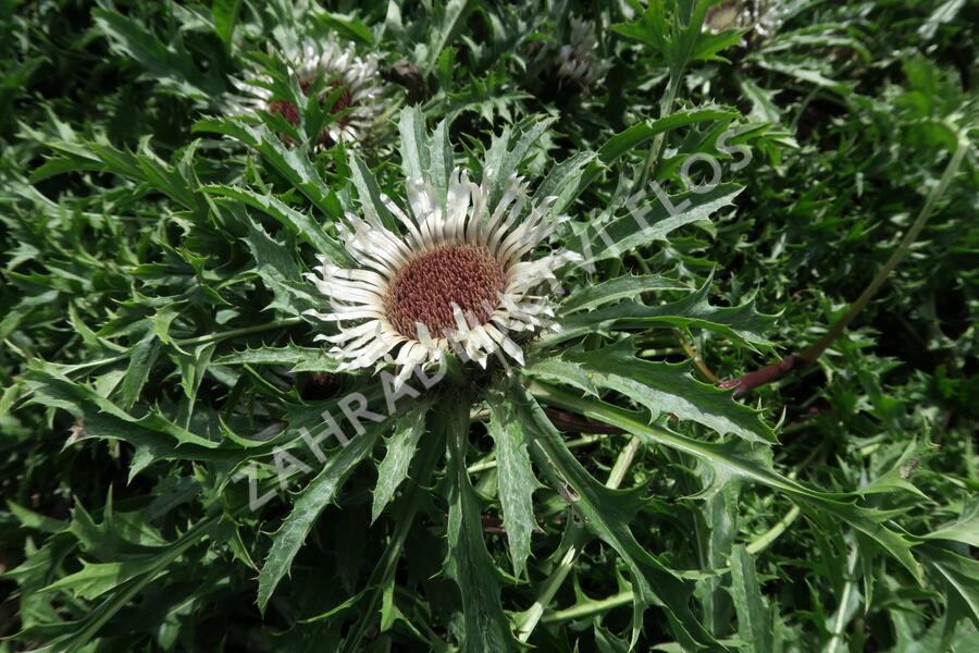 Pupava bezlodyžná - Carlina acaulis