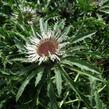 Pupava bezlodyžná - Carlina acaulis