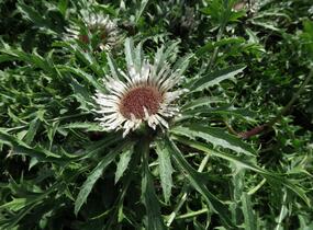 Pupava bezlodyžná - Carlina acaulis
