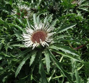 Pupava bezlodyžná - Carlina acaulis ssp.simplex