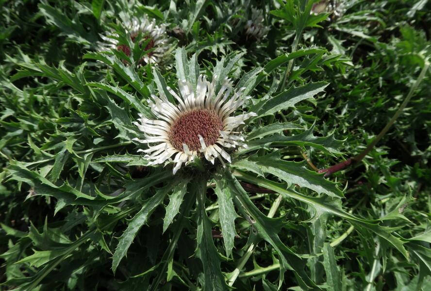 Pupava bezlodyžná - Carlina acaulis