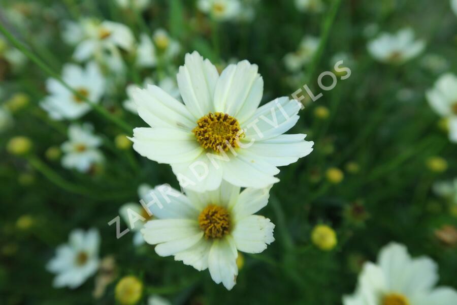 Krásnoočko 'Star Cluster' - Coreopsis 'Star Cluster'