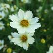 Krásnoočko 'Star Cluster' - Coreopsis 'Star Cluster'