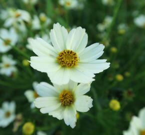 Krásnoočko 'Star Cluster' - Coreopsis 'Star Cluster'