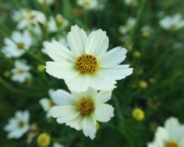 Krásnoočko 'Star Cluster'